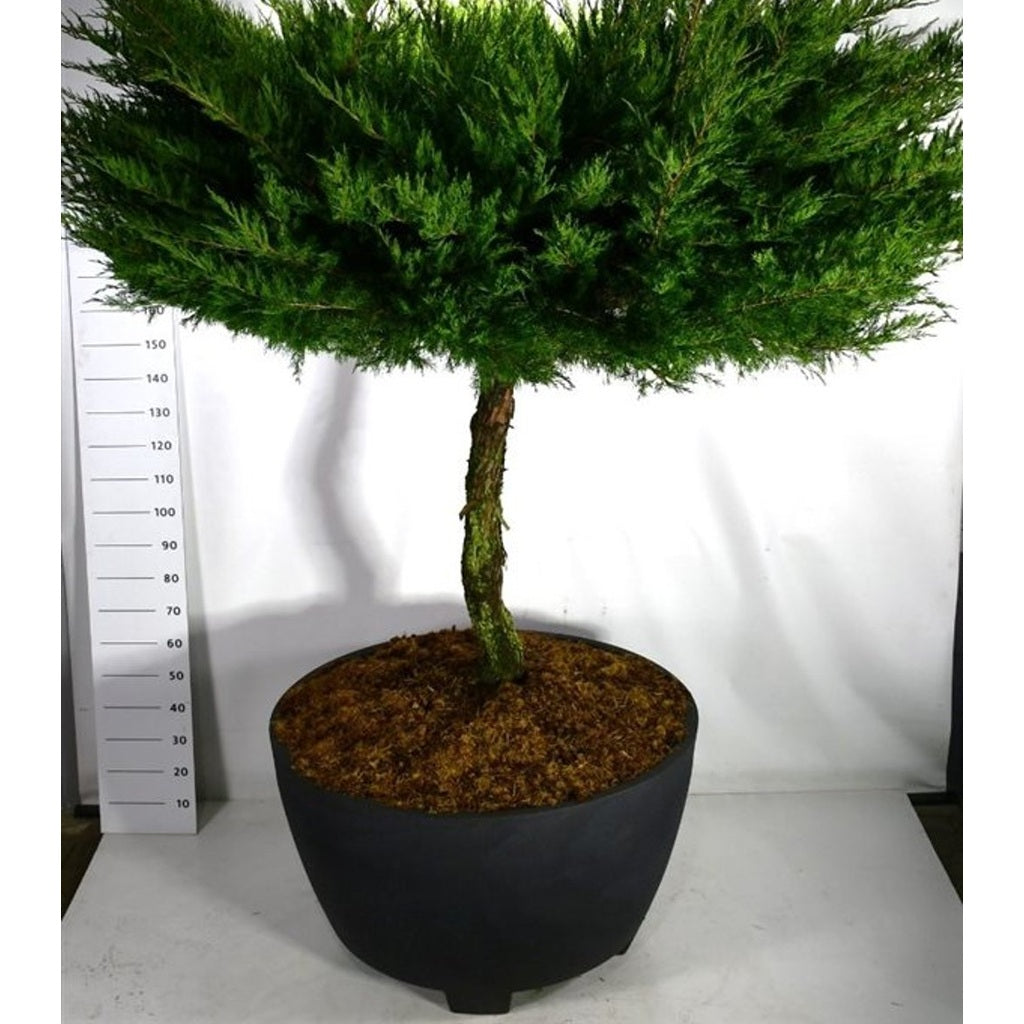 Pfitzer-en – Juniperus pfitzeriana 'Mint Julep' - C 450 Decopot 100 cm. Stam